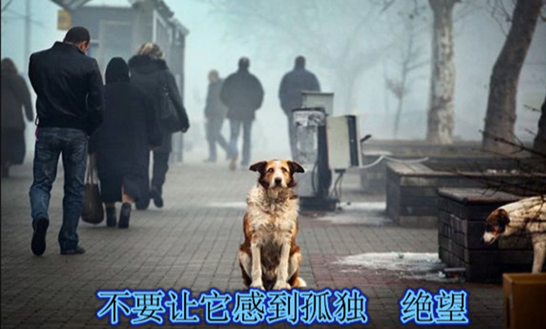 东城爱影圈微博微信转发案例